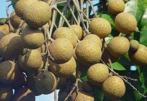 水芹菜|40岁女性坚持吃3种食物,美容养颜、延缓衰老,身体棒棒哒!