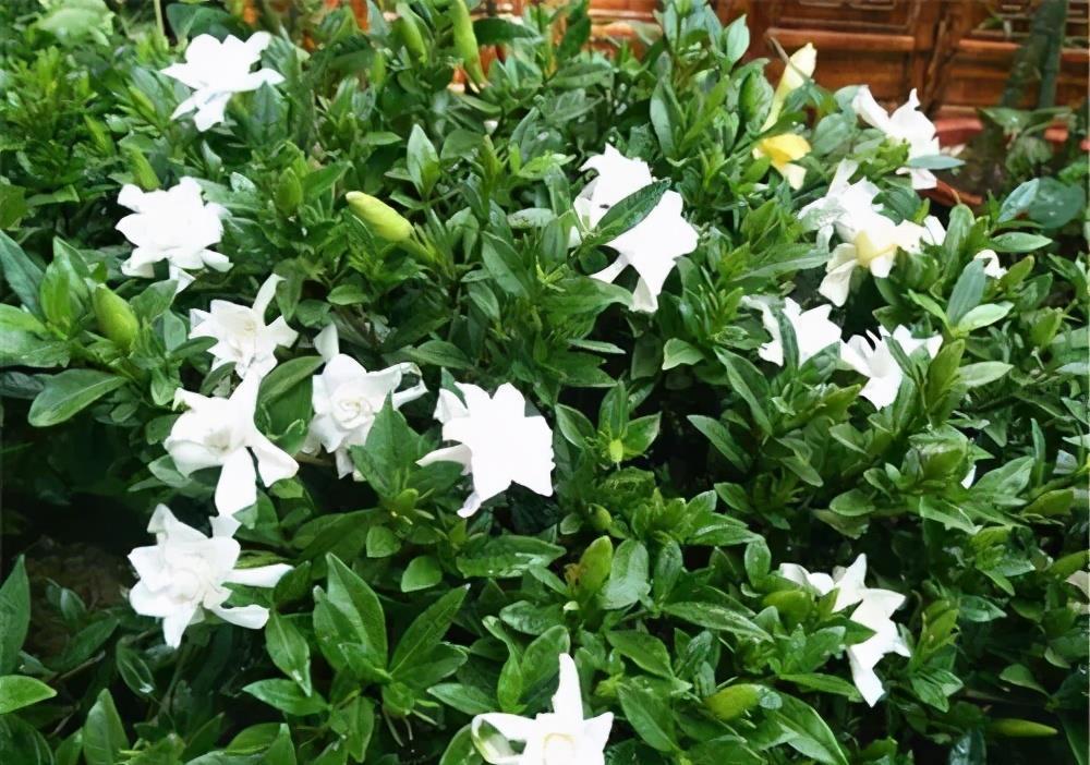 栀子花|7月公认难养的2种花,便宜也不买,一不小心就挂掉,切忌贪小便宜