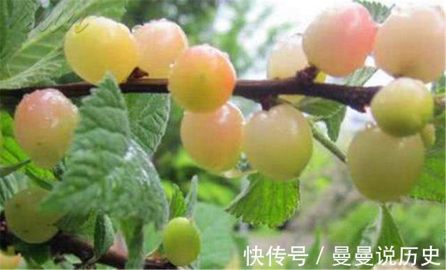 转基因|女性常吃此物,皱纹少了,色斑少了,视力越来越好了,早吃早受益