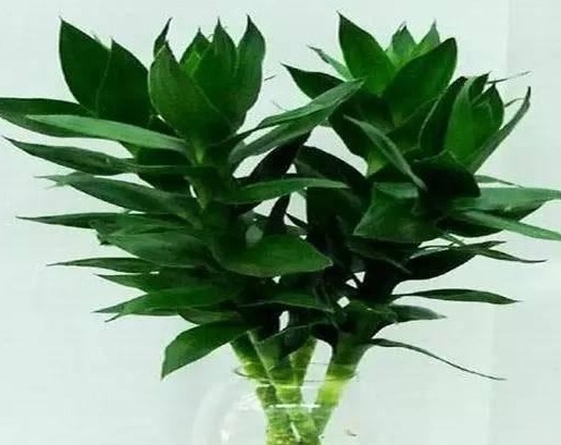 养花养个寓意好的,花色缤纷艳丽,好养如绿萝,一年四季都开花