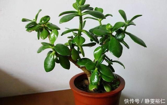 这两种植物养得好,稍微注意就能养出老桩来价值高气势好