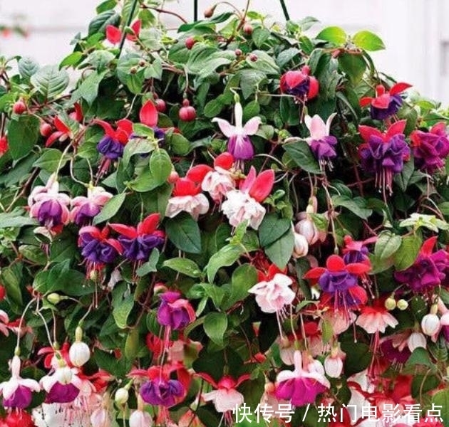 四种花常年开花易爆盆,被称为花卉界的劳模,美不胜收