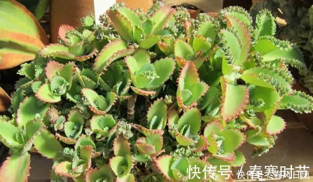 发芽|家里养4种花,叶子掉盆里,15天生根发芽,1盆能变20盆,好养活