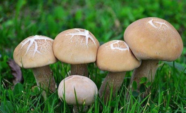 蘑菇|让幽门螺杆菌“不打自招”,只需饭前吃一物,胃免受伤害