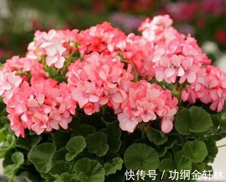 生石花|4种福运花,好养开花漂亮,一开就是300天,你养了吗