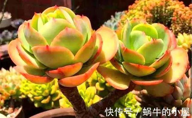 山地玫瑰|夏季的多肉不好看?来看看这3款,绚丽多姿,越看越好看