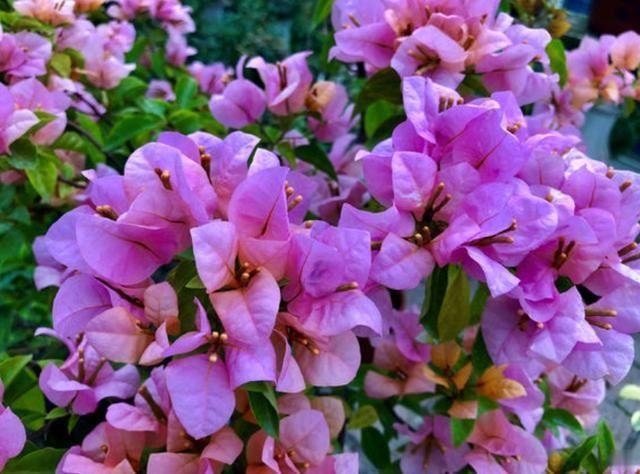 孽芽|养三角梅,就要学会“巧修剪”,花开的量大,很容易开爆盆