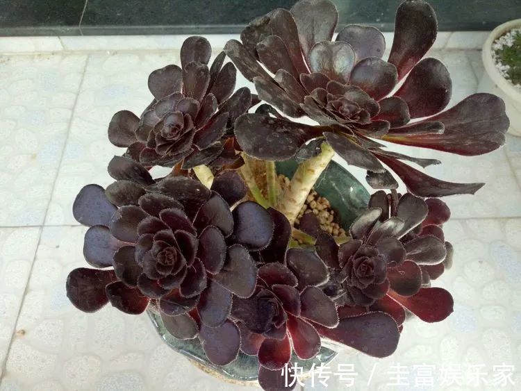 一直都养不活花，直到遇见了多肉！只要用心，就能变美！