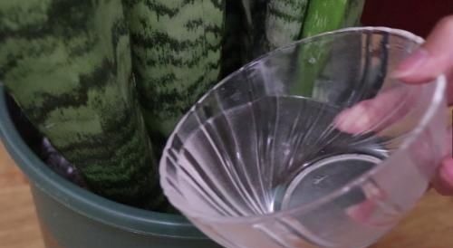 花盆里撒点小苏打，一年不施肥，花儿叶片浓绿不生虫，后悔才看到