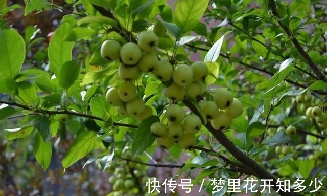 观赏价值|八棱海棠是美化风景的首选观赏树，有极高的观赏价值