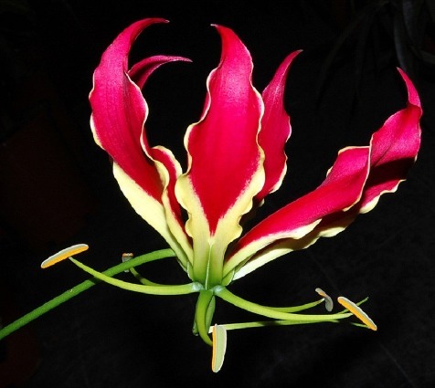 喜欢养花，不如养盆“珍稀花卉”嘉兰，如燃烧的火焰，艳丽而高雅