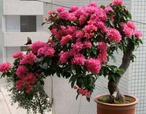 养护|阳台再小,也要养4种花,一年开花230天,轻松开成小花园