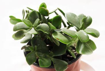 公公在花盆垫点它,玉树蹭蹭疯长,叶片肥厚翠绿欲滴!