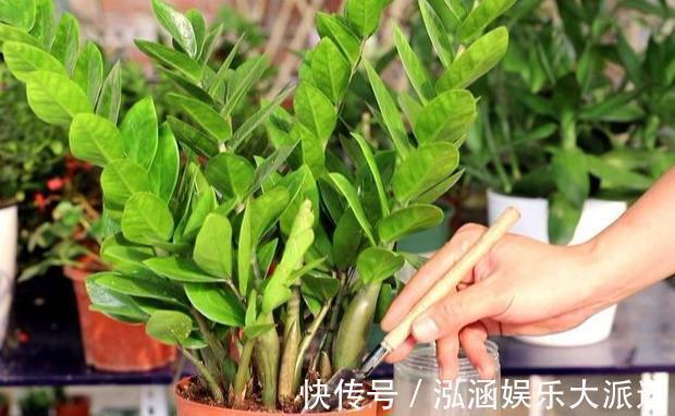 养好金钱树，浇水“三年功”，伺候好土豆根，长满一盆“金钱叶”