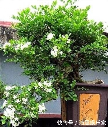 养护|越养越值钱的“树”，客厅养1盆，每年开花100天，比香水好闻
