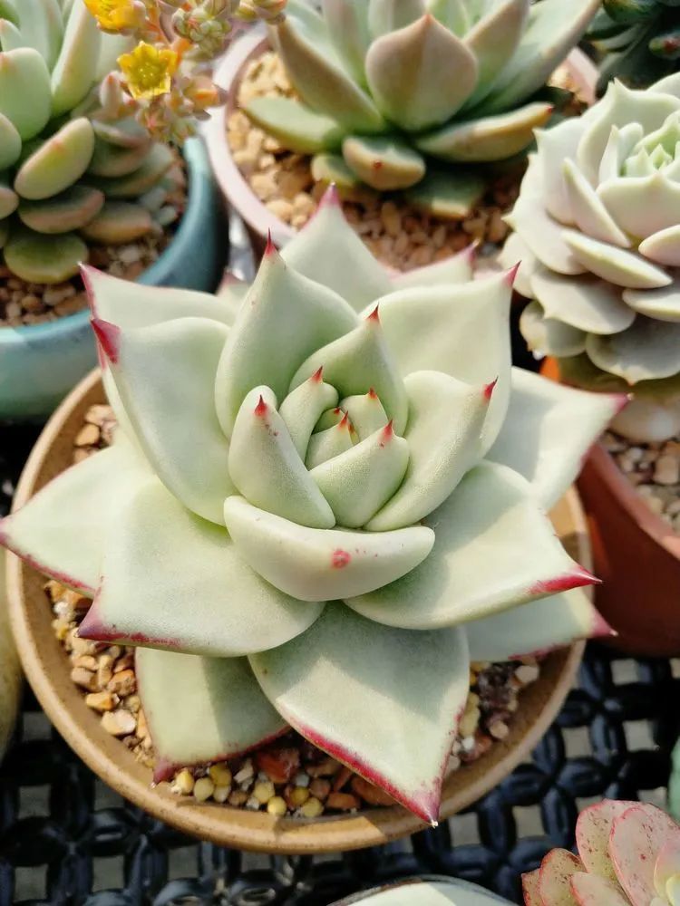 养肉三年,分享养肉经验,谈谈适合逆开挂区的多肉!