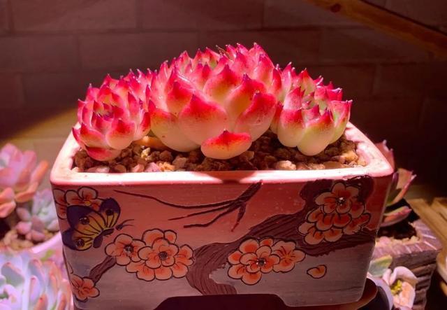 所爱隔山海,山海皆可平!多肉不只露养好看,灯光下的多肉也精彩