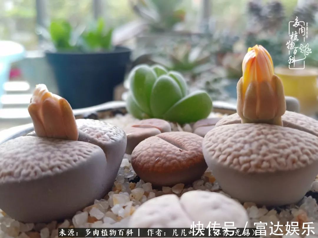 养肉路上，累并快乐着！时光不语，静待花开！