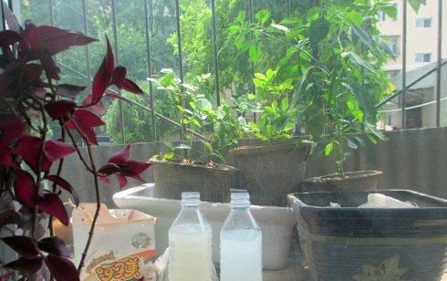 疯长|文竹1勺“汤”,兰花2颗“药”,30天后枝叶疯长,大白根长满盆