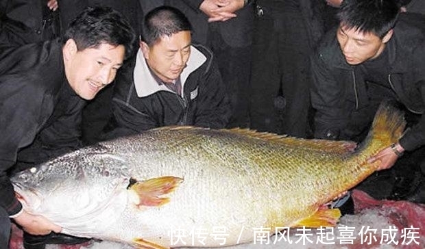 据说这是最贵的鱼,一条能抵一栋别墅,光是吃的就要300万!