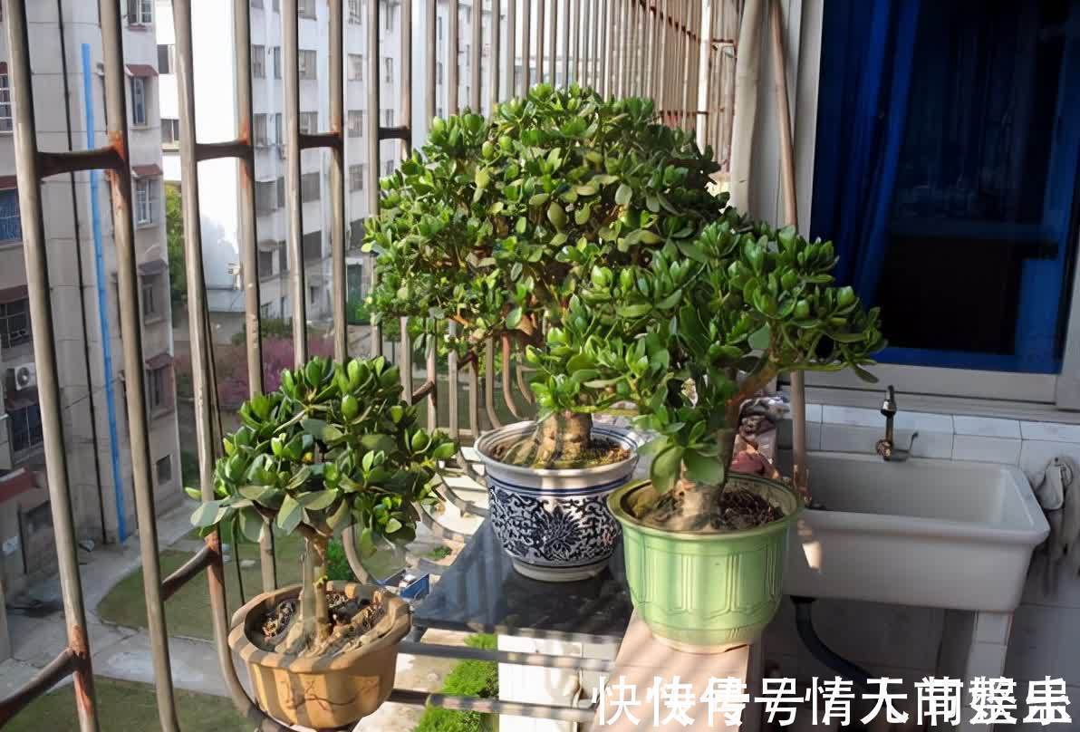 吉祥|12种花,建议养一盆,不仅吸收废气,还有“旺财添福”的美好寓意