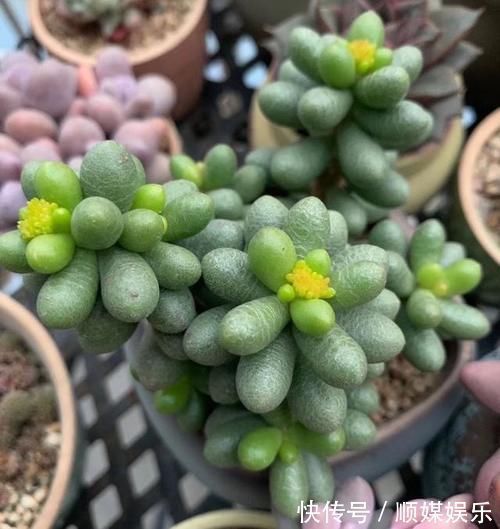 花友|养多肉坚持很重要，都说很丑的龟之卵，六年时间变悬崖桩，真好看