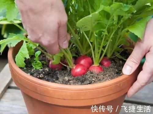 萝卜|从日本引进的“萝卜”长相似樱桃，一口一个，你吃过吗