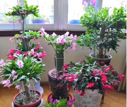 养蟹爪兰,盆中插几根木棒,蹭蹭长到爆,花开不断,开成瀑布