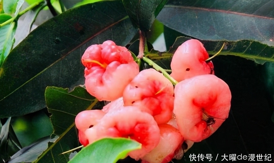 養生保健的食物,推薦多吃點,安神養顏,消除煩躁,氣色更好