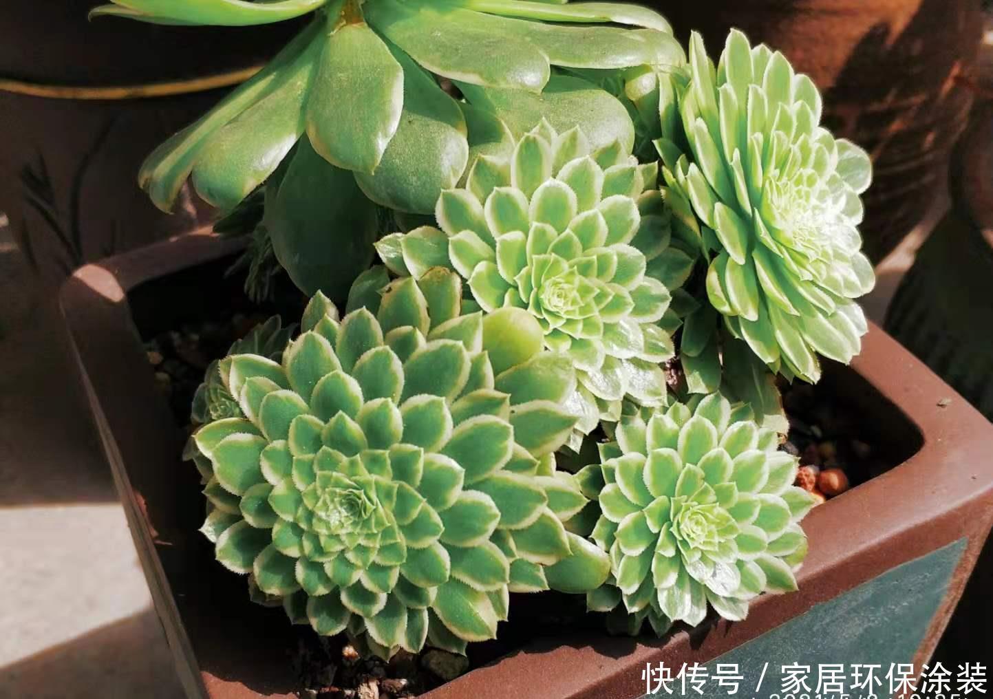 多肉|春夏之交带锦的法师还可以露养吗?当然可以,不过要注意养护细节