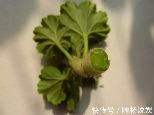 扦插加个小药片,成活率翻番,新手也能做得好!
