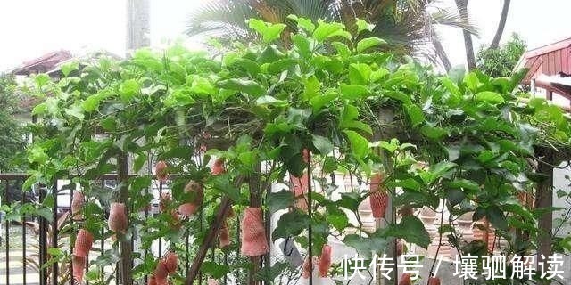 百香果|有1种“水果”,剪根枝条插土里,15天生根,结出果子“吃不完”