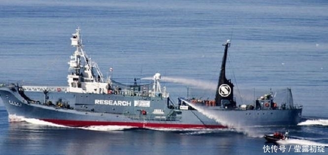 日本|为何日本一直坚持捕猎鲸鱼?并非为了吃肉,真实目的各国都要警惕