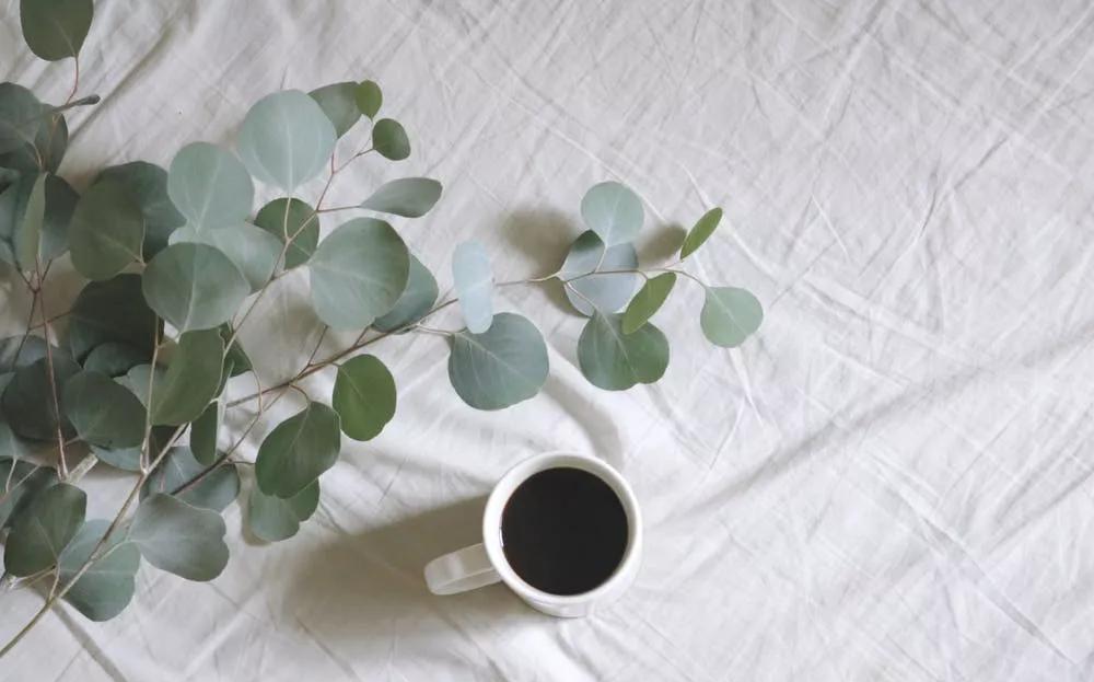 茯苓|千古第一补气健脾方四君子汤,现在喝正合适,全家都适用