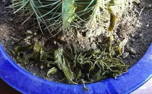 有这“6种坏习惯”,是养不好花的,快来看看你有没有