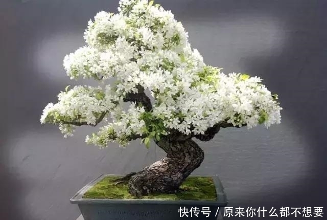 世界上又一奢侈品《盆栽》一盆就是一座房子!