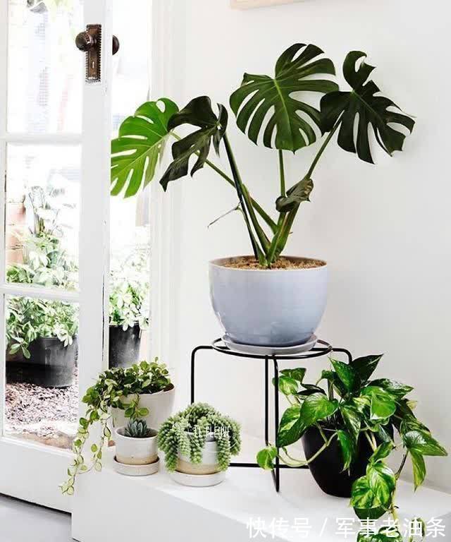 琴叶榕|6种能养人的花，越养越有“好运气”，建议养一盆