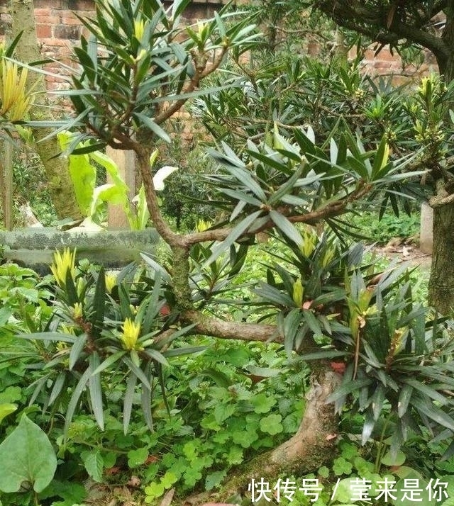 大爷|大爷把树苗弯一弯,开口要价一百二十三