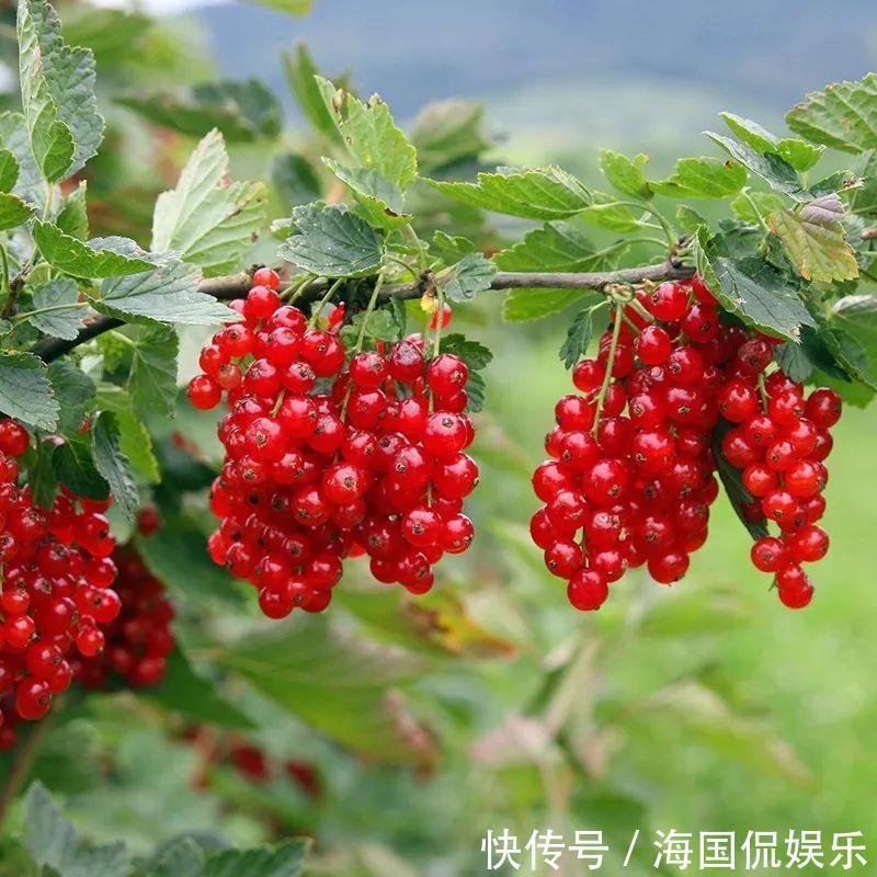 适应能力|盆栽一棵小果树,结出一串红果果,全家人吃不完!