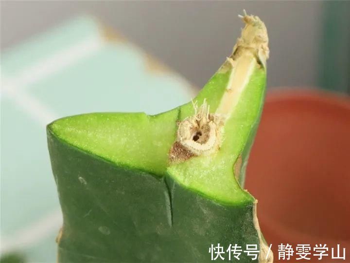 叶子|养护蟹爪兰,要注意8个要点,才能开出仙气飘飘花