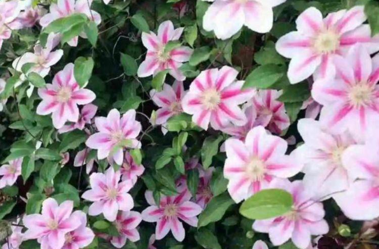 庭院选这几款花,花姿妖娆,惊艳如花球,美翻了