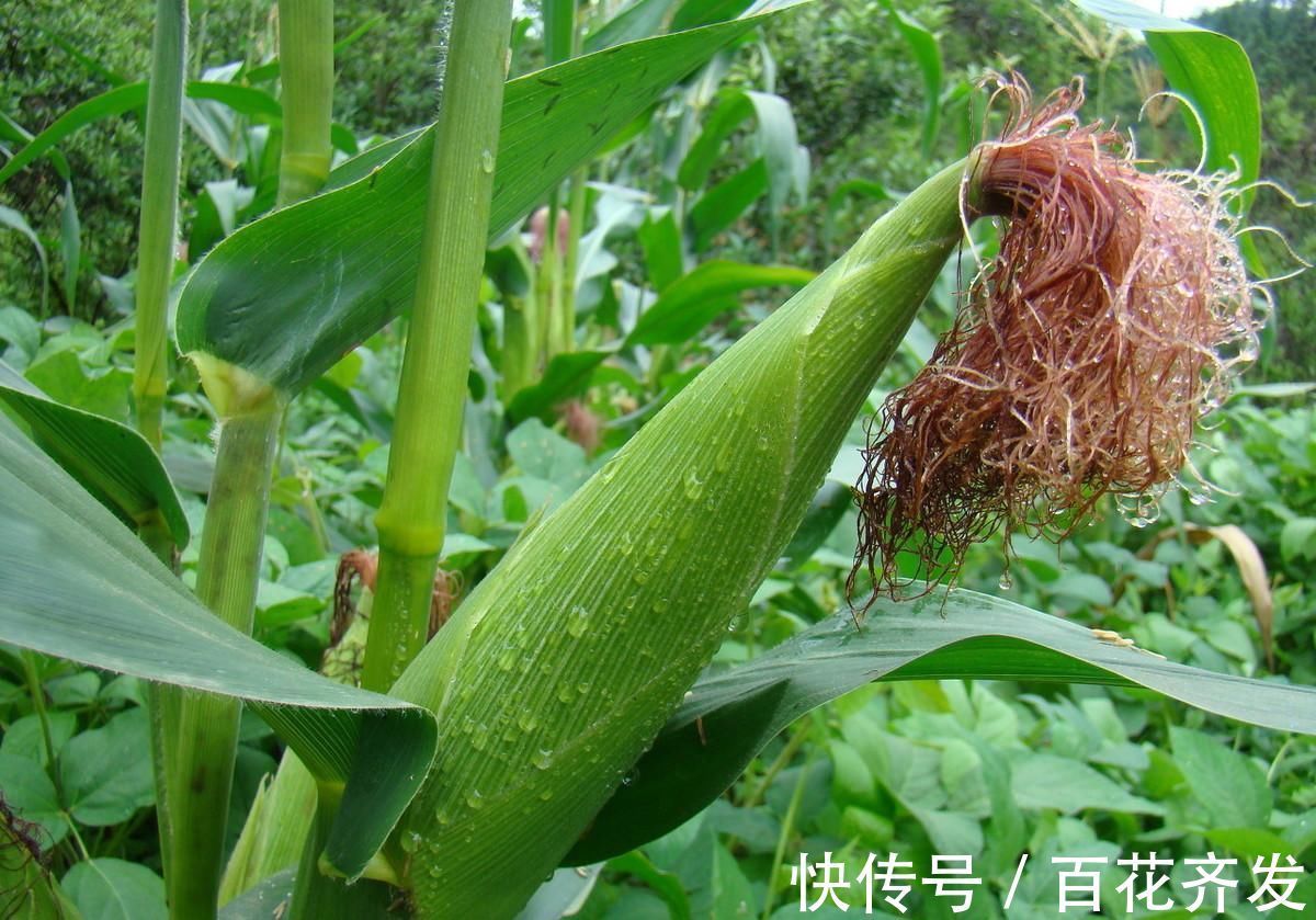 诱发|万万没想到西红柿会诱发痛风，而这几种秋天食物有助于排泄尿酸