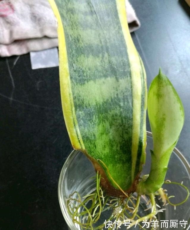 花卉扦插繁殖,用这4种生根水,7天生根,一个月长成小盆栽