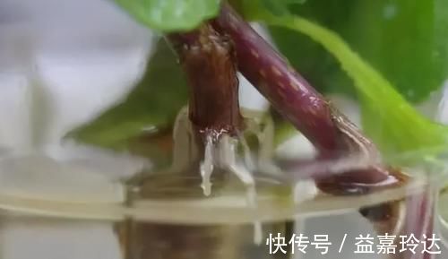 阿司匹林|养花扦插育苗，用它催根，存活率太高，家里都摆不下了！
