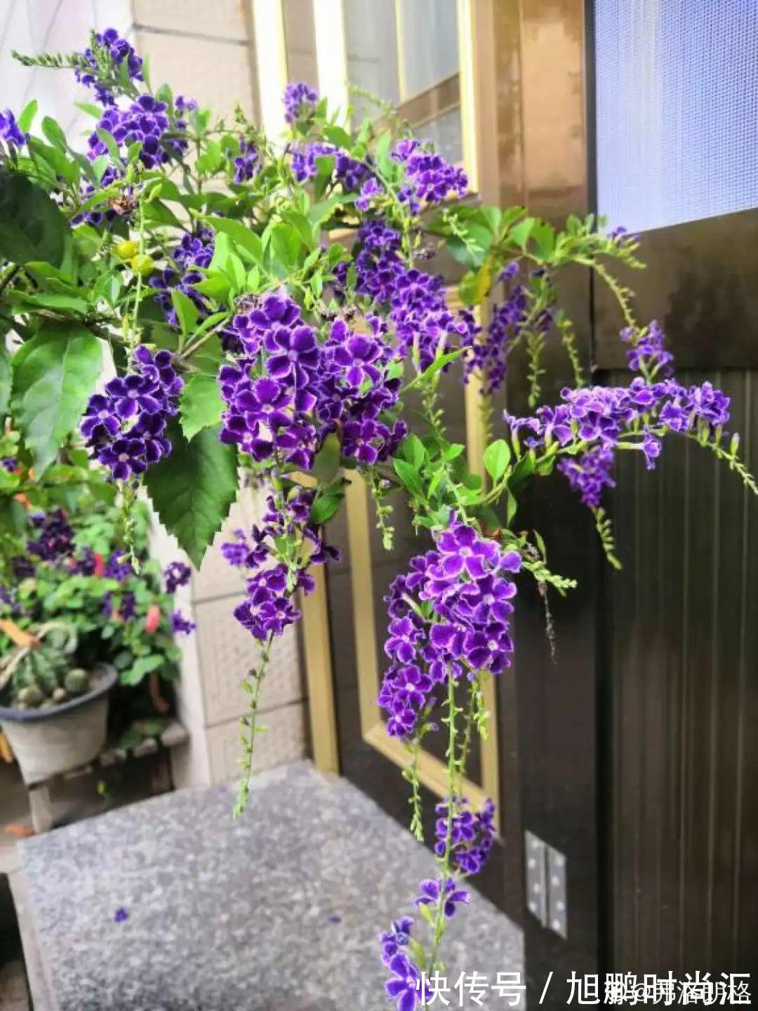 30种夏天花,热不死、晒不死,大半年都开花,还没病虫害