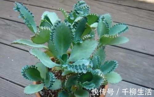 植物|盆栽的朋友认识吗？此为不死鸟，落地就能生根，养好了价值高