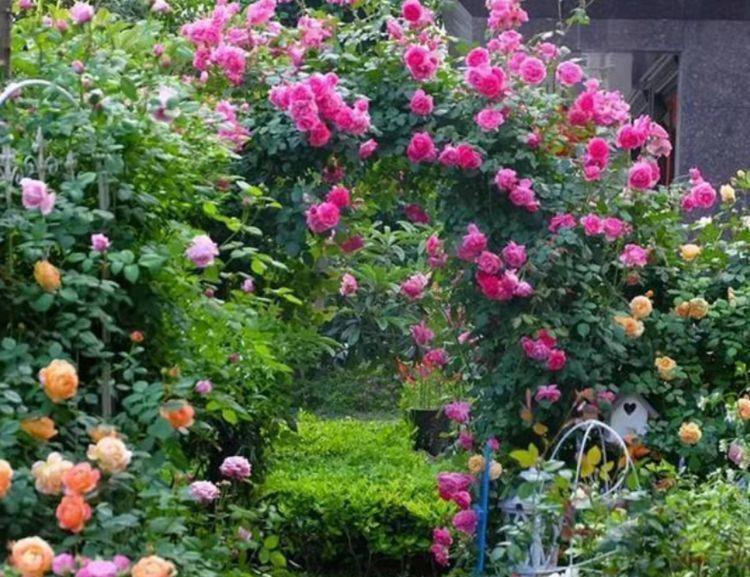 颜值超高的几款花,沾土就活,不仅好养而且寓意也好