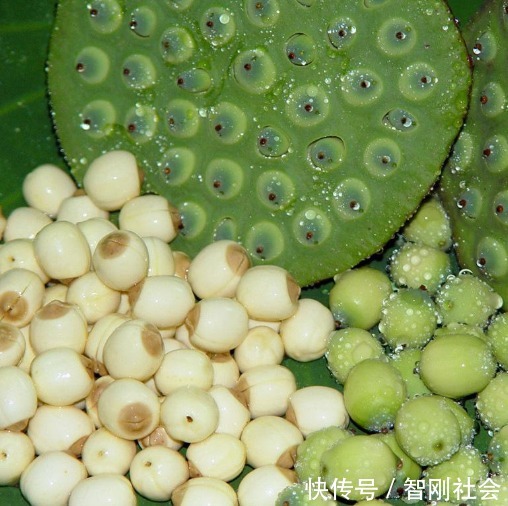 碱性食物|秋季养生好时机，多吃应季食物，补血益气，养心安神，效果好