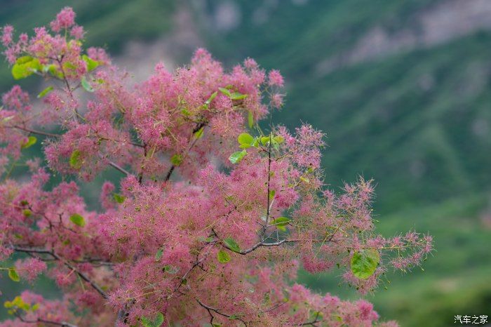 粉红|【郊野行摄】春风拂面，黄栌花开---雨中游京西幽岚山