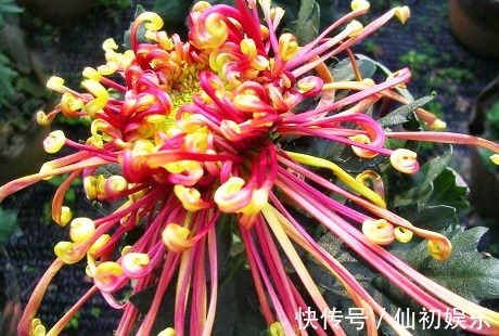 喜欢菊花,不如养盆“菊中珍品”花芳菊,似彩凤飘舞,绚丽多姿!